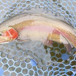 前半苦戦後半まあまあ ～岡崎トラウトポンド～